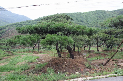 內蒙古樟子松