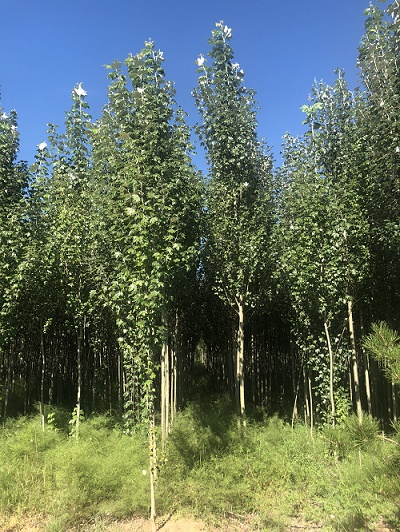 內(nèi)蒙古新疆楊