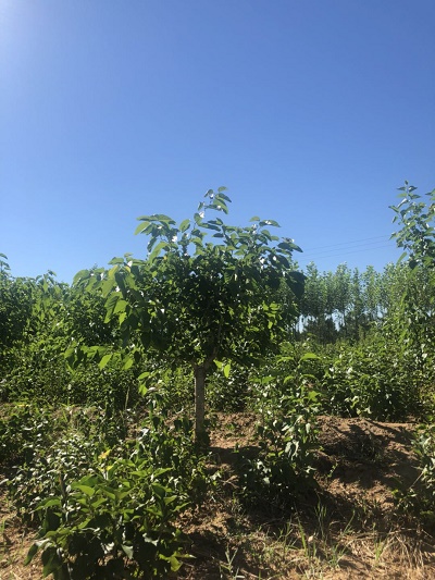 內蒙古苗木銷售 內蒙古苗木銷售