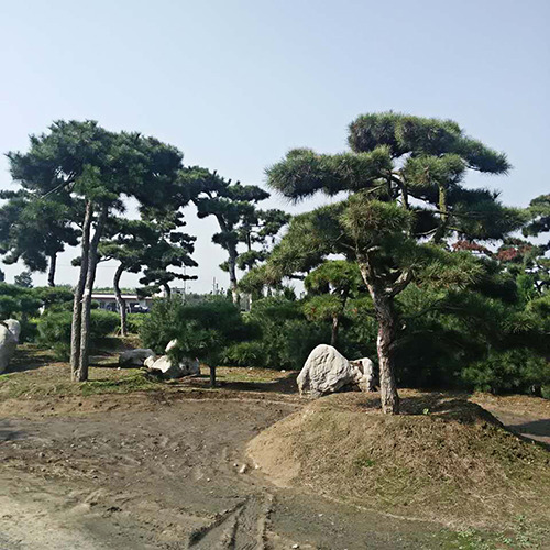 內蒙古油松