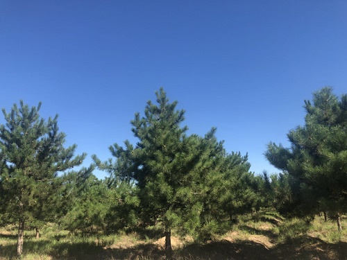 內蒙古樟子松